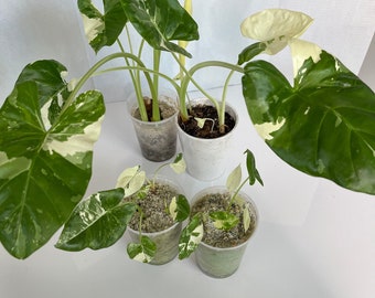 Alocasia Macrorrhiza Variegata, Variegated Alocasia Macrorrhiza