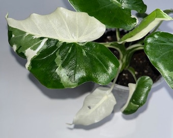 Alocasia Odora Okinawa Variegated, Rare Alocasia Odora Okinawa Variegata