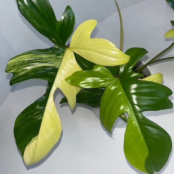 Variegated Rare Philodendron Plants for Sale Etsy