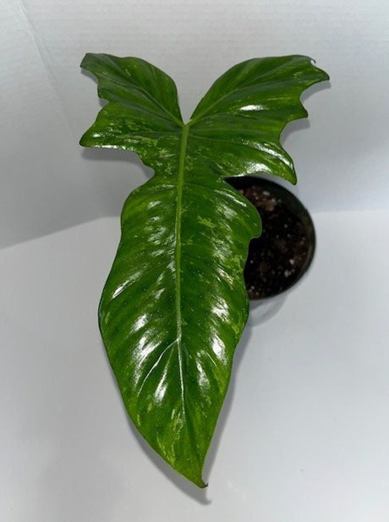 Philodendron Golden Dragon Variegated, Philodendron Lime Fiddle Small Plant