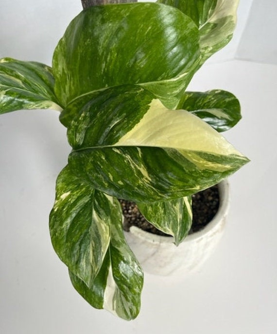 Monstera Lechleriana Variegated, Rare Monstera Variegated - Etsy