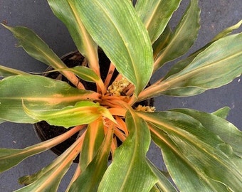 Chlorophytum amaniense, Fire Flash Plant