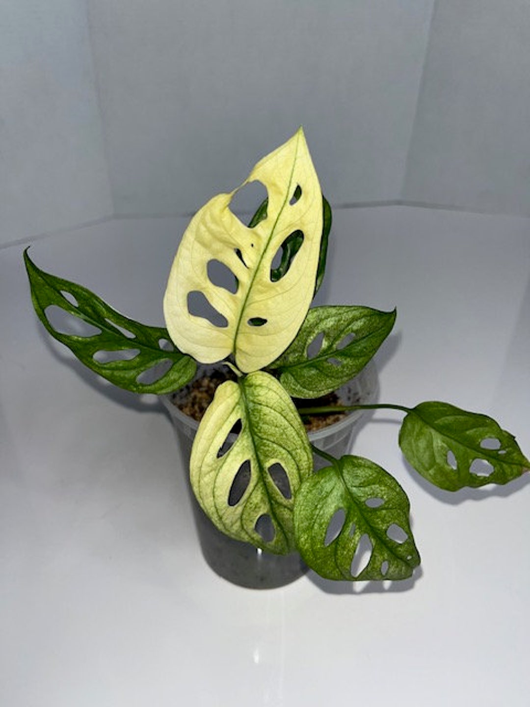 Monstera Adansonii Archipelago Variegated, Rare Monstera Adansonii