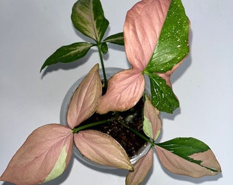 Syngonium Red Spot  Tri Color, Rare Syngonium Tricolor