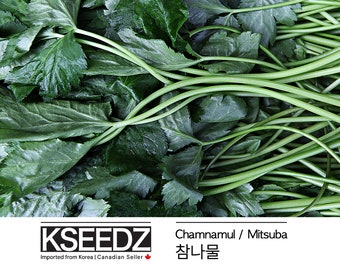 참나물 미쯔바 Chamnamul Mitsuba (1G) – 한국 씨앗 KSEEDZ Semilla coreana 韩国 种子 韓国 種子 Semilla asiática