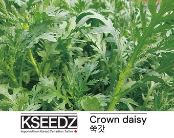 쑥갓 Margarita corona (750+) – 한국 씨앗 KSEEDZ Semilla coreana 韩国 种子 韓国 種子 Semilla asiática