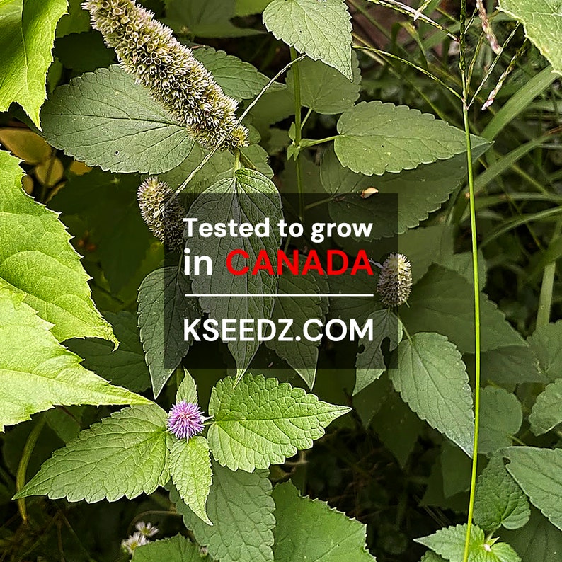 방아, 배초향 Korean mint Bang-A 0.2G 한국 씨앗 KSEEDZ Korean seed Heirloom 韩国 种子 韓国 種子 Asian seed image 2