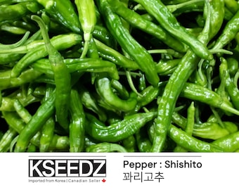꽈리고추 Gochu Pepper Green Shishito (20) – 한국 씨앗 KSEEDZ Semilla coreana 韩国 种子 韓国 種子 Semilla asiática
