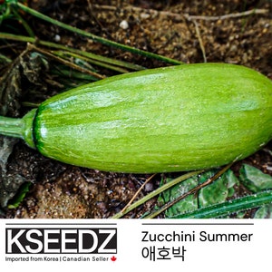 애호박 Zucchini Summer (5) – 한국 씨앗 KSEEDZ Korean seed Asian seed