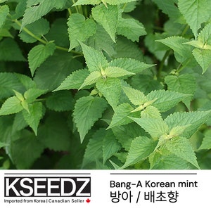 방아, 배초향 Korean mint Bang-A 0.2G 한국 씨앗 KSEEDZ Korean seed Heirloom 韩国 种子 韓国 種子 Asian seed image 1