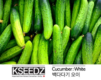 백다다기 오이 Cucumber (20) – 한국 씨앗 KSEEDZ Korean seed 韩国 种子 韓国 種子 Asian seed