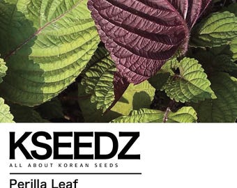 깻잎 Perilla Red: Britton (200+) – 잎들깨 한국 씨앗 KSEEDZ Koreaans zaad 韩国 种子 韓国 Aziatisch zaad