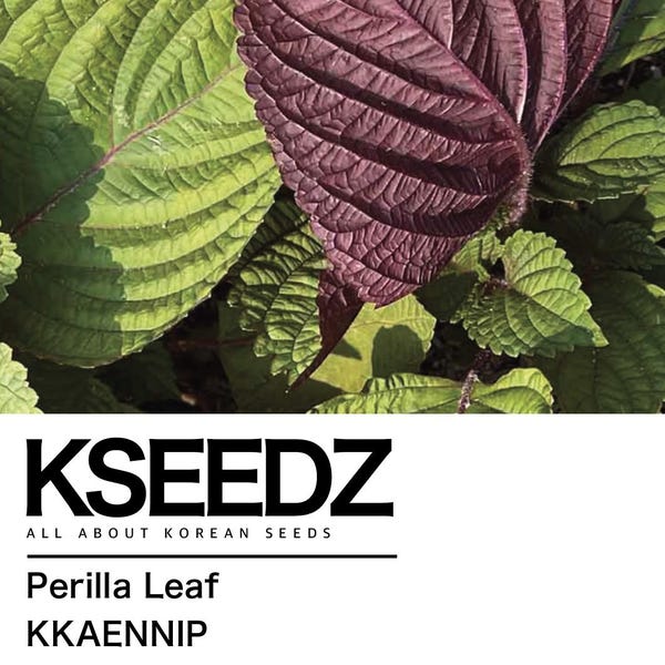 깻잎 Perilla Red: britton (200+) – 잎들깨 한국 씨앗 KSEEDZ Koreanskt frö 韩国 种子 韓国 種子 Asiatiskt frö