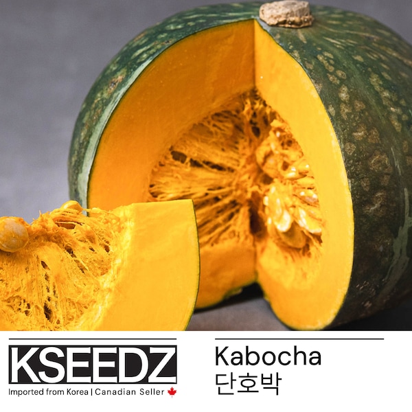 단호박 Kabocha sweet pumpkin (5) – 한국 씨앗 KSEEDZ Korean seed 韩国 种子 韓国 種子 Asian seed