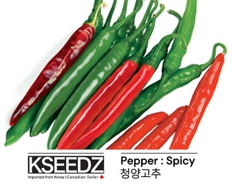 청양 고추-신홍 Pimienta Cheongyang - Shinhong: PICANTE PICANTE (15) – 한국 씨앗 KSEEDZ Semilla coreana 韩国 种子 韓国 種子 Semilla asiática