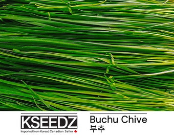 부추 cebollino Buchu (1G, 100+) – 한국 씨앗 KSEEDZ Semilla coreana 韩国 种子 韓国 種子 Semilla asiática