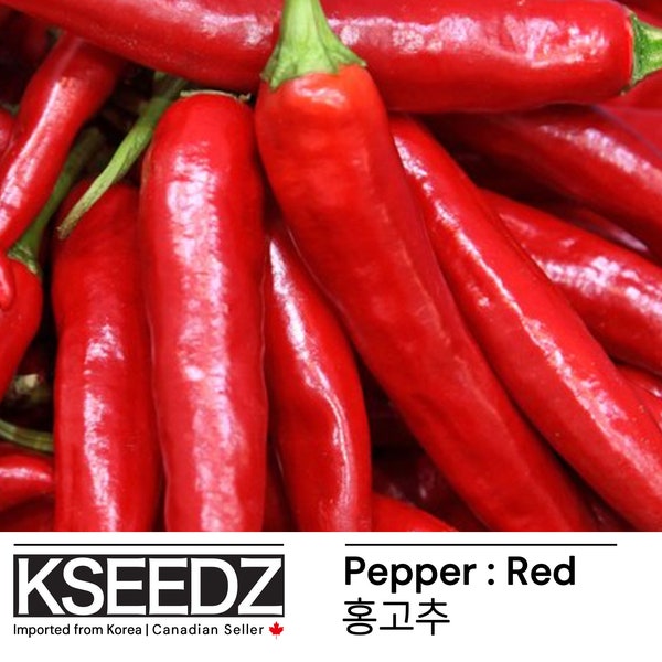 홍고추 Gochu Pepper Red: Łagodny 고추가루용 gochugaru, suszone chili w proszku(20) – 한국 씨앗 KSEEDZ Nasiona koreańskie 韩国 种子 韓国 種子 Nasiona azjatyckie