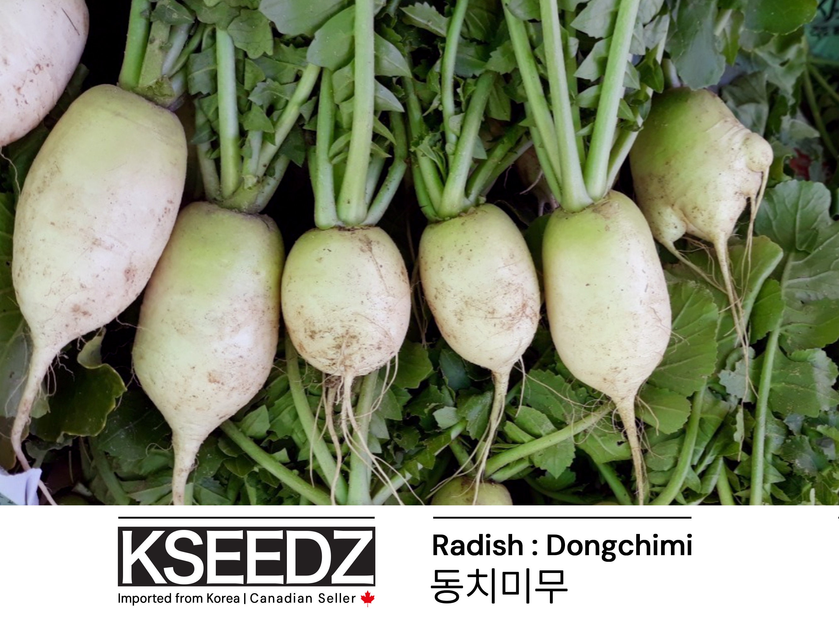 Korean radish - Etsy 日本