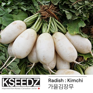 김장무 Kimchi radis (AUTOMNE) (1G) – 한국 씨앗 Semence coréenne KSEEDZ 韩国 Semence asiatique