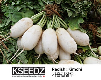 무種子（40個以上）韓国大根の種子 - Etsy 日本