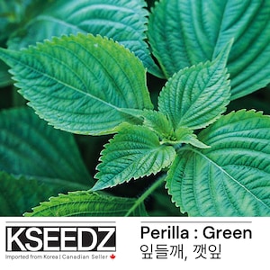 깻잎 Perilla Green (200+) – 잎들깨 한국 씨앗 KSEEDZ Korean seed 韩国 种子 韓国 種子 Asian seed