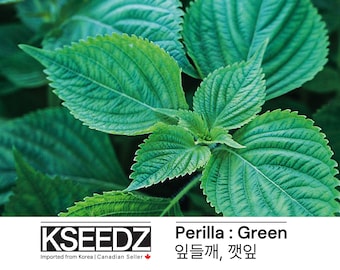 깻잎 Perilla Green (200+) – 잎들깨 한국 씨앗 KSEEDZ Korean seed 韩国 种子 韓国 種子 Asian seed