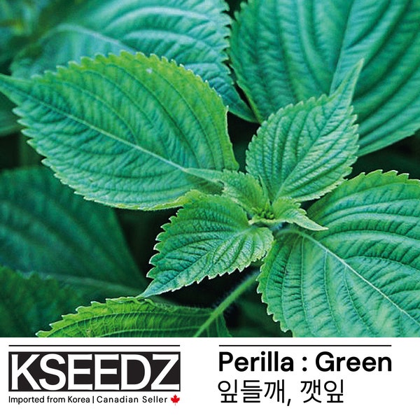 für Perilla Green (200+) – für Samen aus KSEEDZ und Samen von KSEEDZ