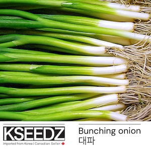 대파 Bunching Onion (200+) – 한국 씨앗 KSEEDZ Korean seed 韩国 种子 韓国 種子 Asian seed