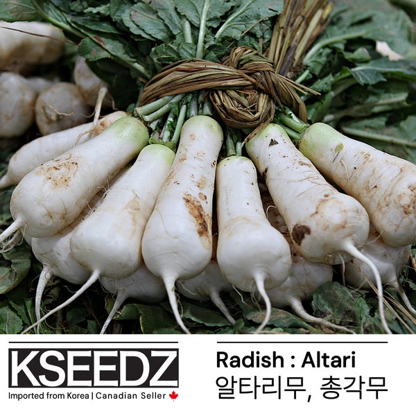 무 Radis Altari (2G) – 씨앗 Semence coréenne KSEEDZ 韩国 种子 韓国 Semence asiatique