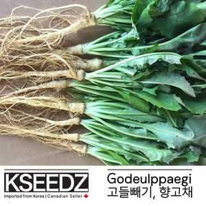 Puede incluir: Un manojo de Godeulppaegi fresco y verde, también conocido como diente de león coreano, con largas raíces blancas. El texto "Godeulppaegi 고들빼기, 향고채" es visible en la imagen.