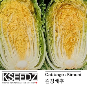 김장 배추 Kål Kimchi (100+) – 한국 씨앗 KSEEDZ Koreanskt frö asiatiskt frö