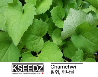 참취 취나물 Korean rough aster (1G) – 한국 씨앗 KSEEDZ Korean seed 韩国 种子 韓国 種子 Asian seed