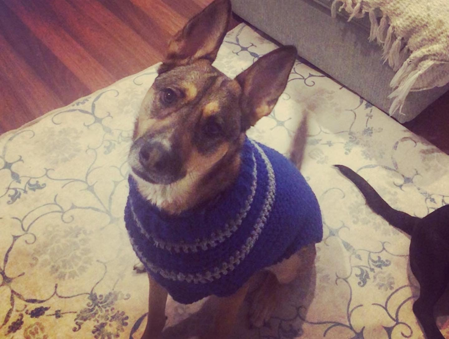 Custom Dog Sweater - Etsy