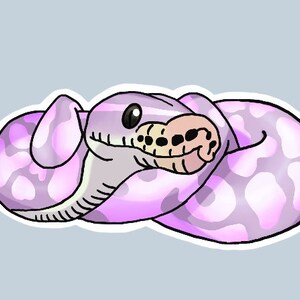 May include: A purple and white snake curled up in a ball. The snake has a light pink belly and a dark purple back with white spots.