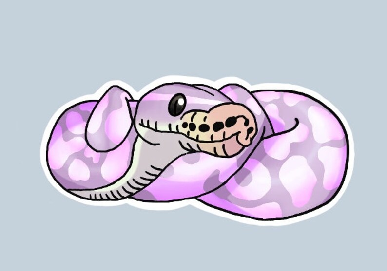May include: A purple and white snake curled up in a ball. The snake has a light pink belly and a dark purple back with white spots.