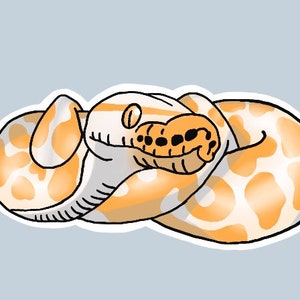 May include: A white and orange snake with black eyes curled up in a ball. The snake has a white belly and orange scales on its back.