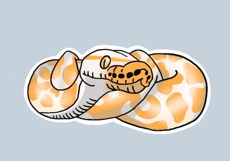 May include: A white and orange snake with black eyes curled up in a ball. The snake has a white belly and orange scales on its back.