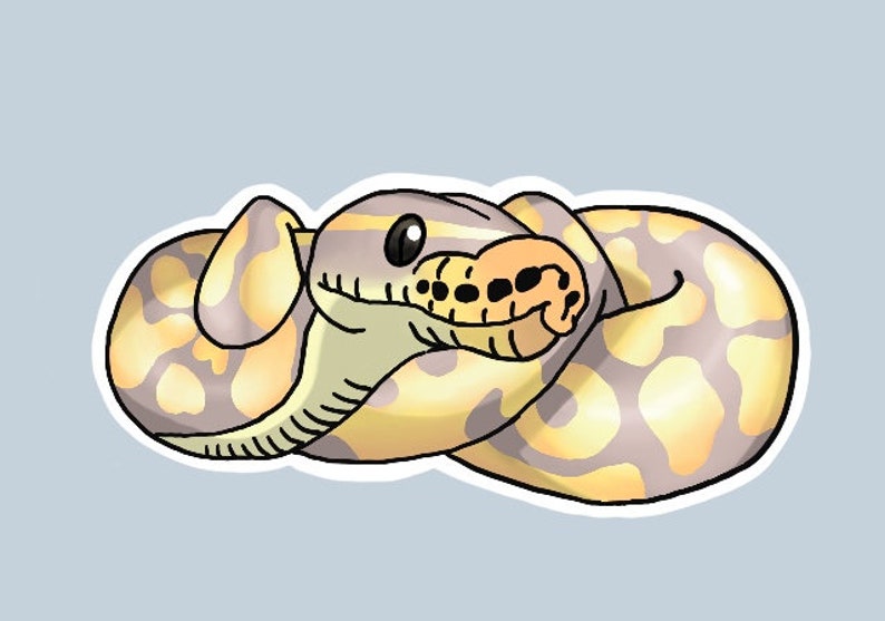 May include: A cartoon illustration of a yellow and grey snake curled up with its head resting on its body. The snake has a black eye and a light orange mouth.