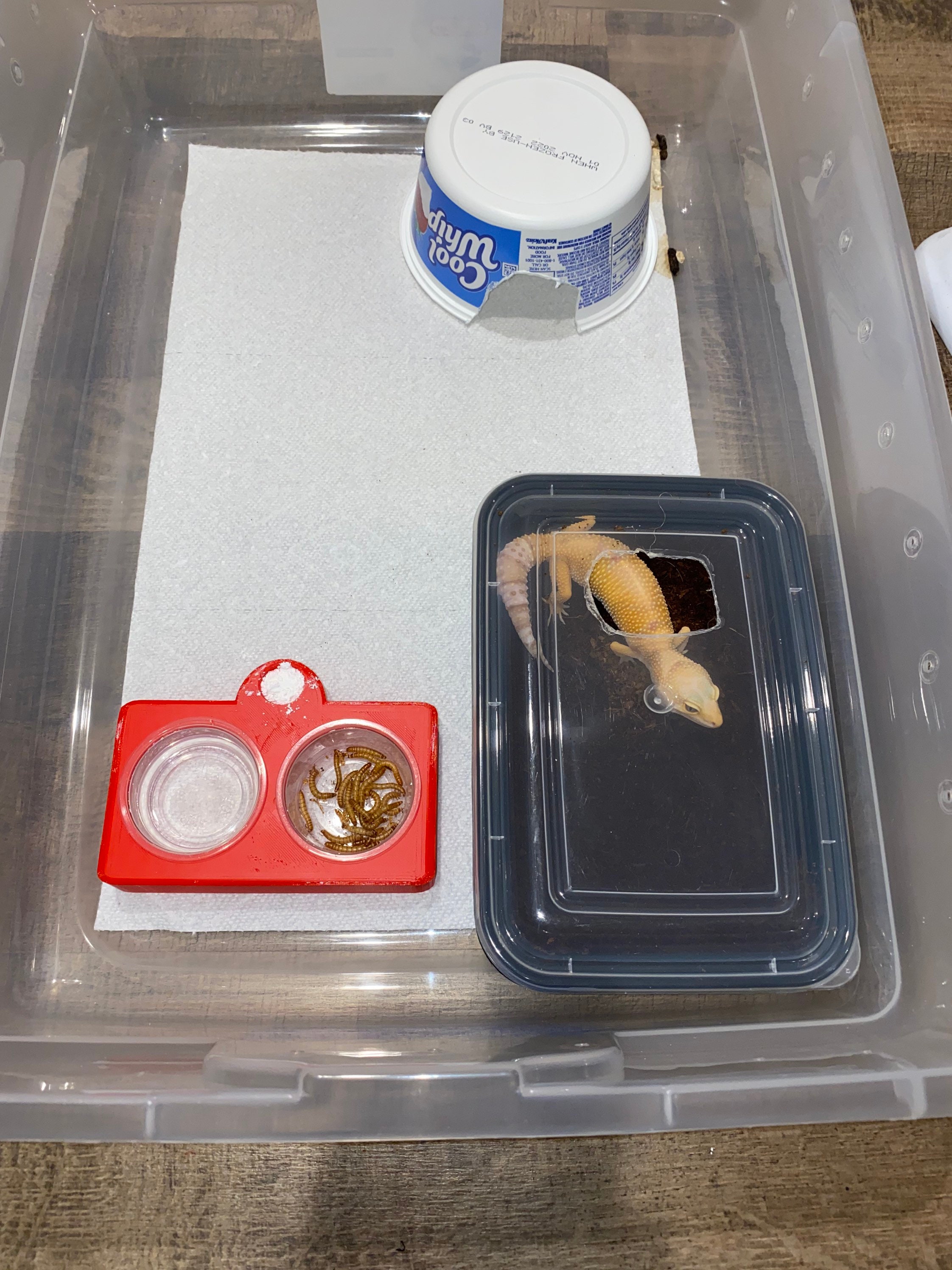 Leopard Gecko Tub Setup