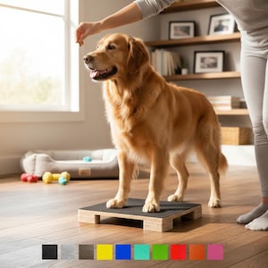 May include: A golden retriever stands on a small wooden platform with a black top. The dog is being trained indoors. A person is standing nearby. The platform is approximately 30 cm square.