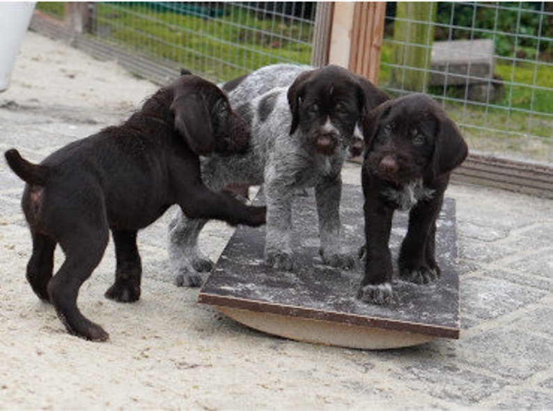 tavola oscillante impermeabile per cuccioli e cani tavola di bilanciamento tavola da addestramento giocattolo per cuccioli altalena immagine 3