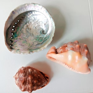 Könnte beinhalten: Eine Sammlung von drei Muscheln, bestehend aus einer großen, irisierenden Abalone-Muschel mit perlmuttartigem Inneren und zwei kleineren, strukturierten Muscheln im Conch-Stil in hellen Orange- und Brauntönen mit deutlichen Rippen.