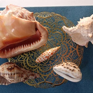 Vintage Lot of 5 Natural Seashells – Queen Conch, Murex, Cowrie, Cone & Volute.