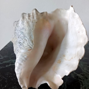 Può includere: Una grande conchiglia naturale con un esterno ruvido di colore bianco grigiastro e un interno liscio color crema. La conchiglia presenta un'ampia apertura con bordi irregolari e ondulati, con sottili macchie arancioni e marroni all'interno.