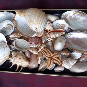 Op de afbeelding: Een rechthoekig zwart dienblad met een gouden rand met een verzameling diverse schelpen en een enkele gedroogde zeester. Het assortiment omvat gladde witte tweekleppigen, getextureerde spiraalschelpen en iriserende parelmoeren schelpen van verschillende groottes.