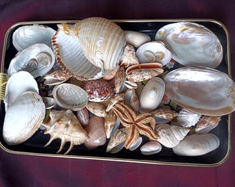 May include: A rectangular black tray with a gold rim containing a collection of various seashells and a single dried starfish. The assortment includes smooth white bivalves, textured spiral shells, and iridescent pearlescent shells of different sizes.