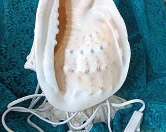 May include: A large, cream-colored conch shell lamp featuring a smooth, polished interior and a textured, spotted exterior. The lamp includes a white electrical cord with an inline switch and a two-prong plug extending from the base of the shell.