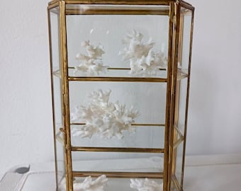Vitrine hexagonal vintage em latão e vidro (17 cm de altura) com decoração em coral branco.