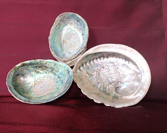 May include: Three abalone shells with iridescent, pearlescent interiors. The shells display swirling patterns of blue, green, and silver hues. The surfaces are smooth and reflective, showing natural organic textures and curved, oval-shaped edges.