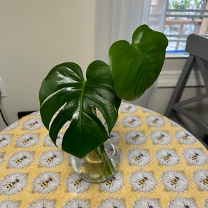 Roślina doniczkowa Monstera Deliciosa